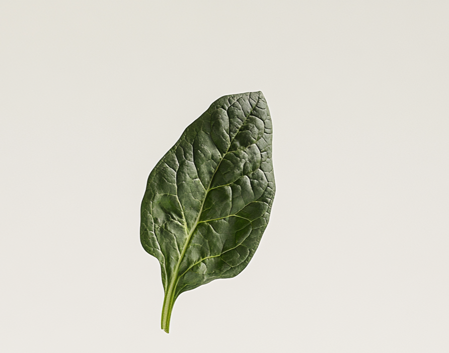 Spinatblatt als Symbol für bioverfügbares Vitamin B für Energie, Stoffwechsel und mentale Klarheit mit ATMON LABS.